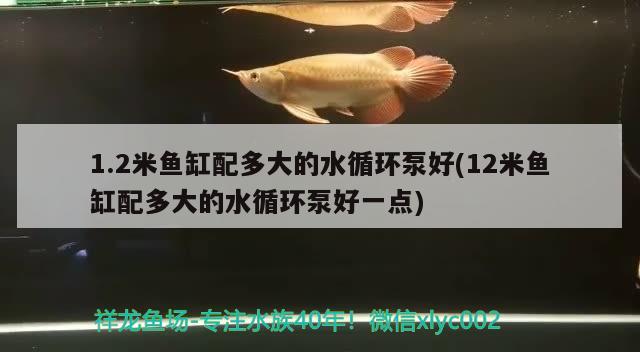 1.2米鱼缸配多大的水循环泵好(12米鱼缸配多大的水循环泵好一点)