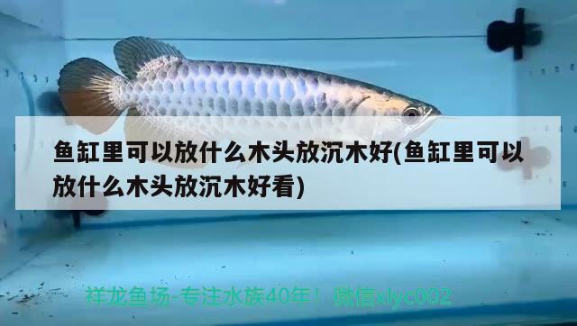 鱼缸里可以放什么木头放沉木好(鱼缸里可以放什么木头放沉木好看) 双线侧鱼