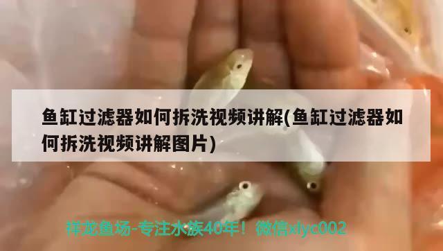 鱼缸过滤器如何拆洗视频讲解(鱼缸过滤器如何拆洗视频讲解图片) 细线银版鱼