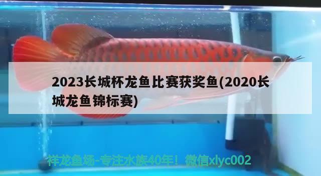 2023长城杯龙鱼比赛获奖鱼(2020长城龙鱼锦标赛)