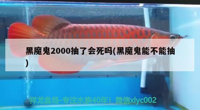 黑魔鬼2000抽了会死吗(黑魔鬼能不能抽)