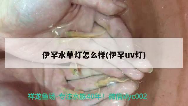 伊罕水草灯怎么样(伊罕uv灯) 伊罕水族