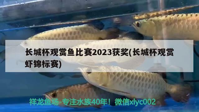 长城杯观赏鱼比赛2023获奖(长城杯观赏虾锦标赛)