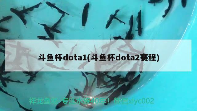 斗鱼杯dota1(斗鱼杯dota2赛程) 2024第28届中国国际宠物水族展览会CIPS（长城宠物展2024 CIPS）