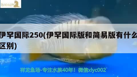 伊罕国际250(伊罕国际版和简易版有什么区别) 伊罕水族