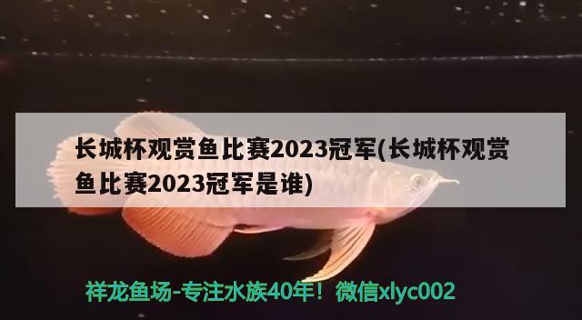 长城杯观赏鱼比赛2023冠军(长城杯观赏鱼比赛2023冠军是谁)