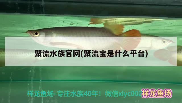 聚流水族官网(聚流宝是什么平台)