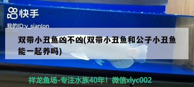 双带小丑鱼凶不凶(双带小丑鱼和公子小丑鱼能一起养吗) 海水鱼 第2张