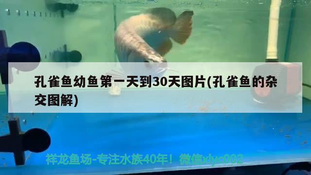 孔雀鱼幼鱼第一天到30天图片(孔雀鱼的杂交图解)