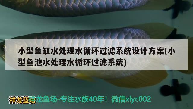 小型鱼缸水处理水循环过滤系统设计方案(小型鱼池水处理水循环过滤系统) 帝王血钻鱼