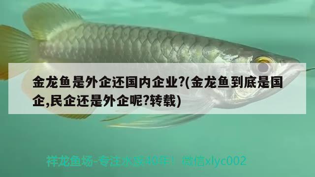 金龙鱼是外企还国内企业?(金龙鱼到底是国企,民企还是外企呢?转载) 观赏鱼