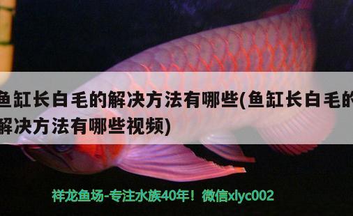 鱼缸长白毛的解决方法有哪些(鱼缸长白毛的解决方法有哪些视频) 绿皮皇冠豹鱼