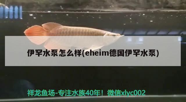 伊罕水泵怎么样(eheim德国伊罕水泵)