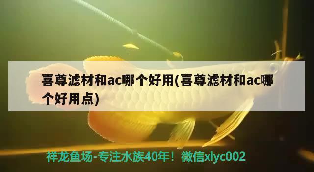 喜尊滤材和ac哪个好用(喜尊滤材和ac哪个好用点) 2024第28届中国国际宠物水族展览会CIPS（长城宠物展2024 CIPS）