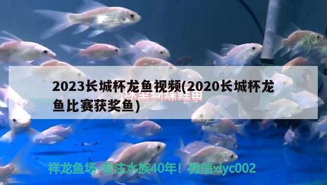 2023长城杯龙鱼视频(2020长城杯龙鱼比赛获奖鱼)