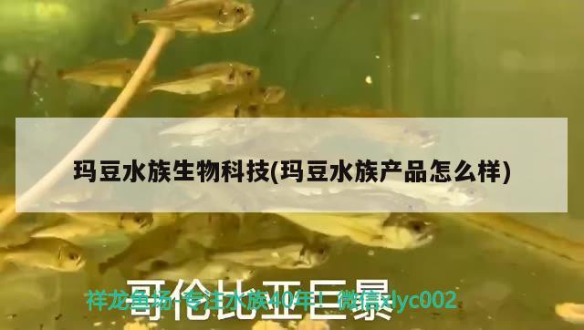 玛豆水族生物科技(玛豆水族产品怎么样)