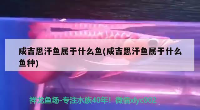 成吉思汗鱼属于什么鱼(成吉思汗鱼属于什么鱼种)