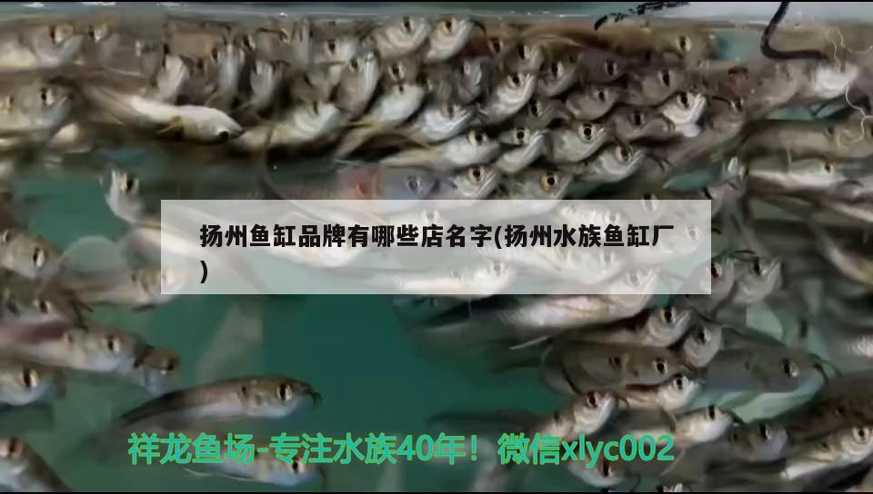 扬州鱼缸品牌有哪些店名字(扬州水族鱼缸厂) 泰国虎鱼