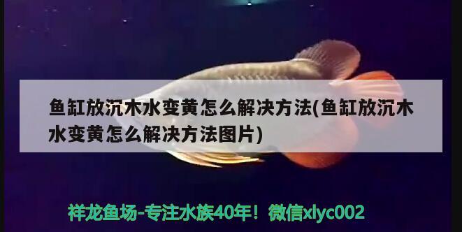 鱼缸放沉木水变黄怎么解决方法(鱼缸放沉木水变黄怎么解决方法图片)