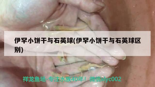 伊罕小饼干与石英球(伊罕小饼干与石英球区别) 伊罕水族