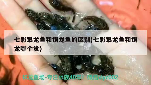 七彩银龙鱼和银龙鱼的区别(七彩银龙鱼和银龙哪个贵)