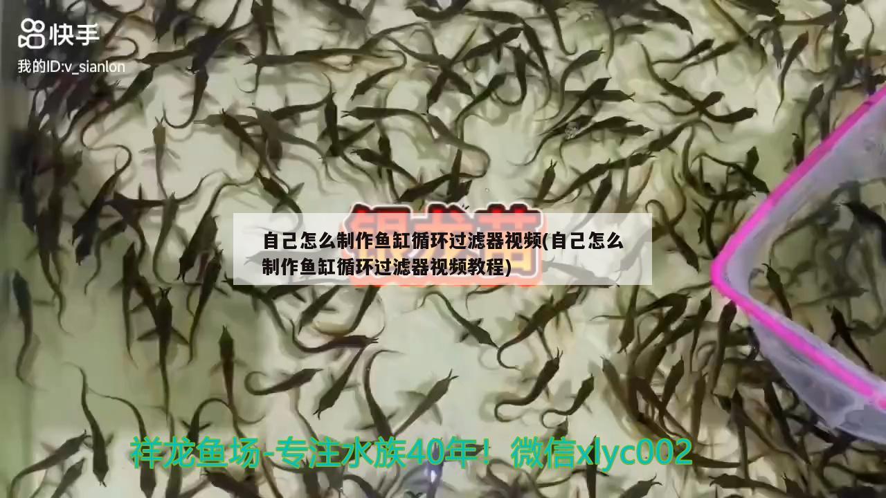 自己怎么制作鱼缸循环过滤器视频(自己怎么制作鱼缸循环过滤器视频教程) 祥龙鱼场