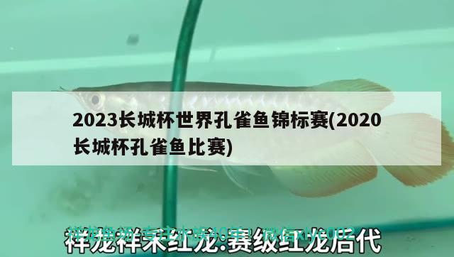 2023长城杯世界孔雀鱼锦标赛(2020长城杯孔雀鱼比赛)