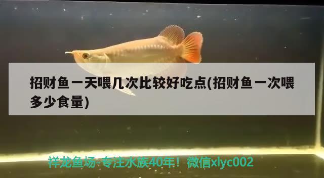 招财鱼一天喂几次比较好吃点(招财鱼一次喂多少食量)