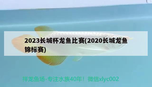 2023长城杯龙鱼比赛(2020长城龙鱼锦标赛) 2024第28届中国国际宠物水族展览会CIPS（长城宠物展2024 CIPS）