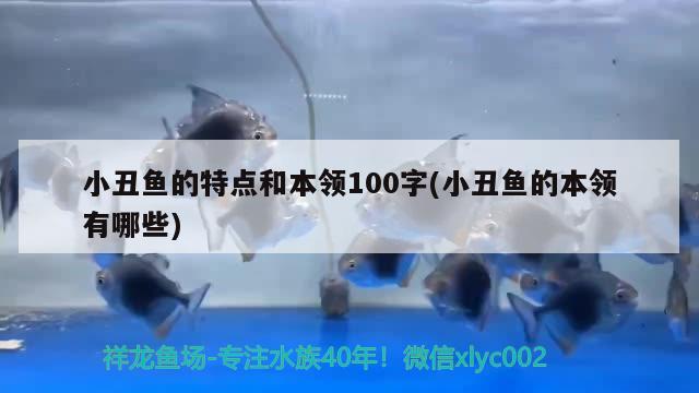 小丑鱼的特点和本领100字(小丑鱼的本领有哪些) 海水鱼