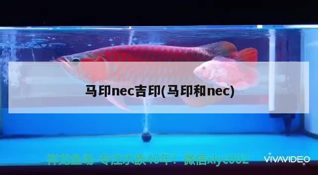 马印nec吉印(马印和nec) 马印水族