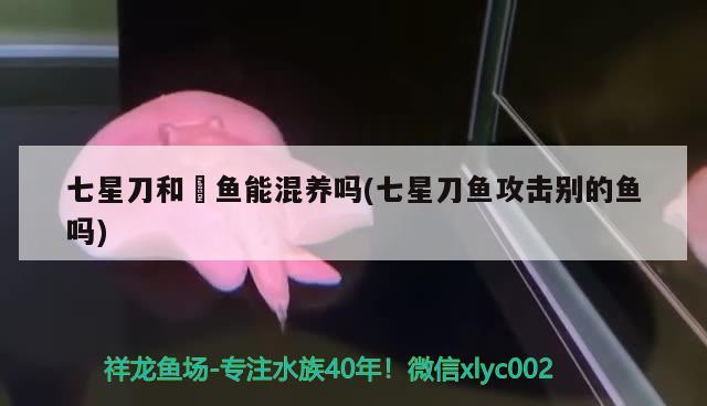 七星刀和魟鱼能混养吗(七星刀鱼攻击别的鱼吗) 观赏鱼