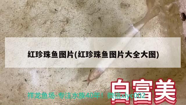 红珍珠鱼图片(红珍珠鱼图片大全大图)