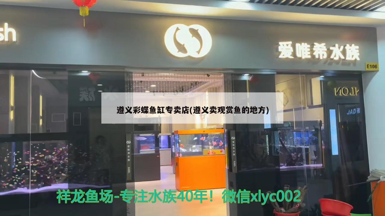 遵义彩蝶鱼缸专卖店(遵义卖观赏鱼的地方) 彩鲽鱼缸（彩蝶鱼缸）