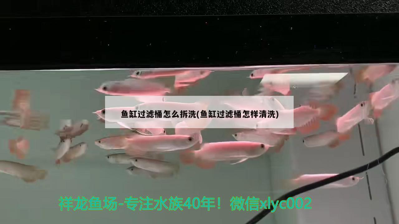 鱼缸过滤桶怎么拆洗(鱼缸过滤桶怎样清洗)