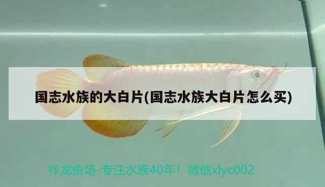 国志水族的大白片(国志水族大白片怎么买) 2024第28届中国国际宠物水族展览会CIPS（长城宠物展2024 CIPS）