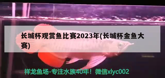 长城杯观赏鱼比赛2023年(长城杯金鱼大赛)