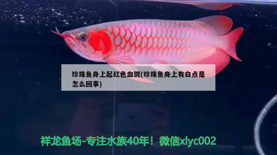 珍珠鱼身上起红色血斑(珍珠鱼身上有白点是怎么回事) 观赏鱼