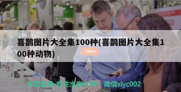 喜鹊图片大全集100种(喜鹊图片大全集100种动物) 观赏鱼