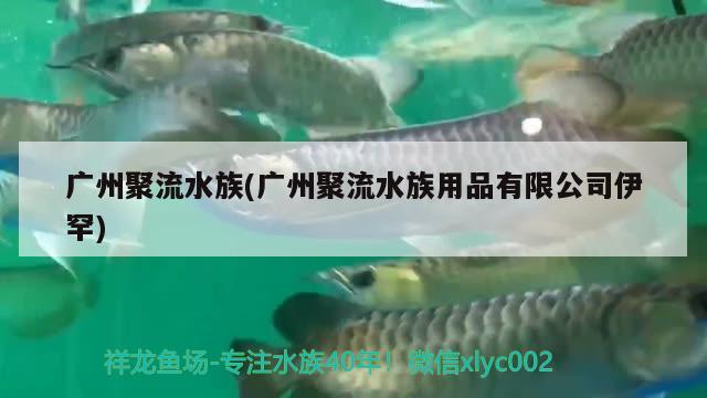 广州聚流水族(广州聚流水族用品有限公司伊罕)