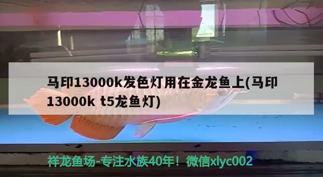 马印13000k发色灯用在金龙鱼上(马印13000kt5龙鱼灯)