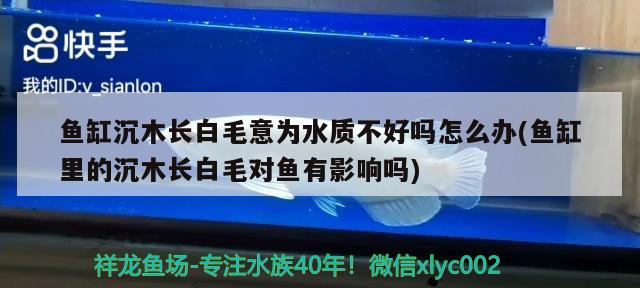 鱼缸沉木长白毛意为水质不好吗怎么办(鱼缸里的沉木长白毛对鱼有影响吗) 苏虎