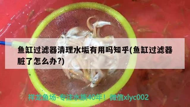 鱼缸过滤器清理水垢有用吗知乎(鱼缸过滤器脏了怎么办?)