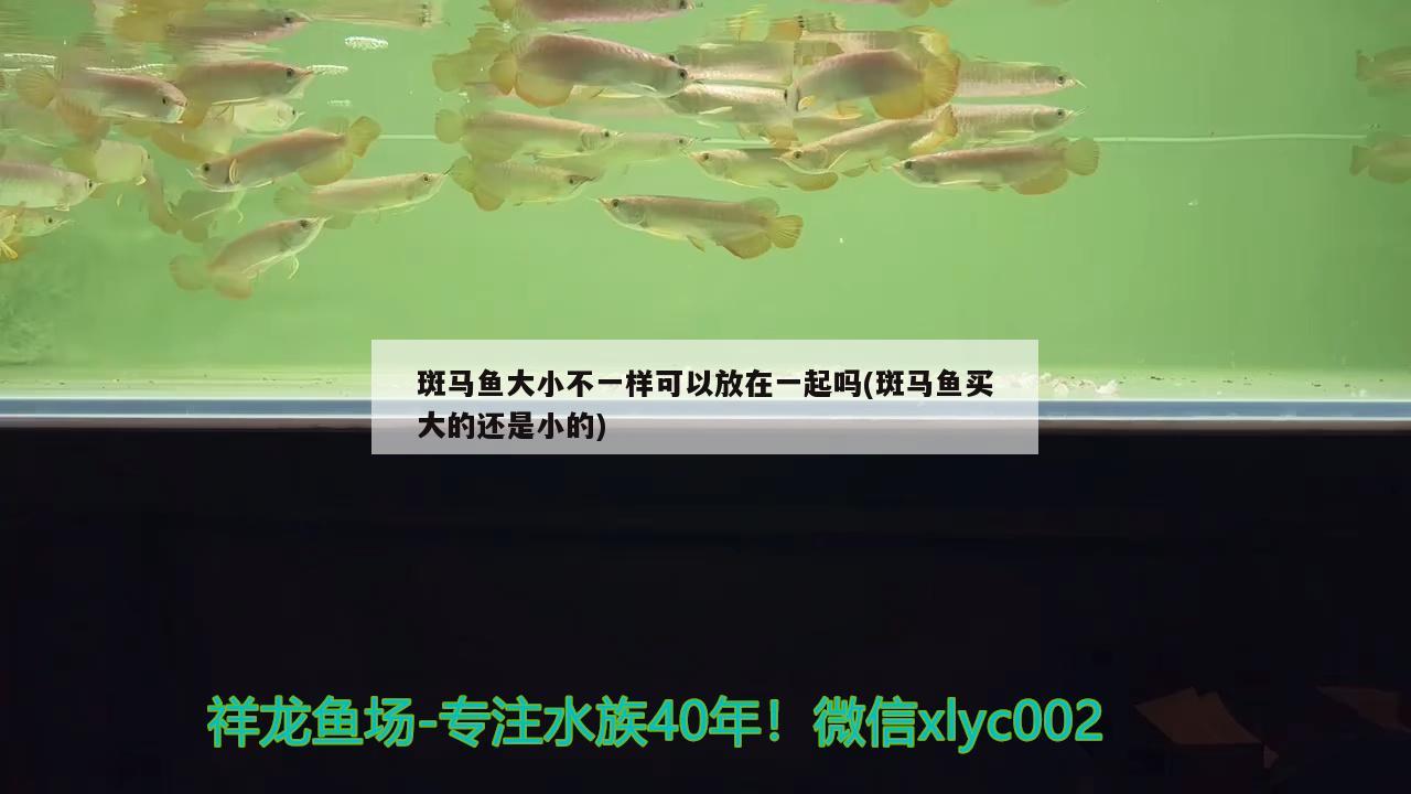 斑马鱼大小不一样可以放在一起吗(斑马鱼买大的还是小的) 观赏鱼