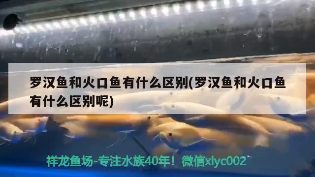 罗汉鱼和火口鱼有什么区别(罗汉鱼和火口鱼有什么区别呢)