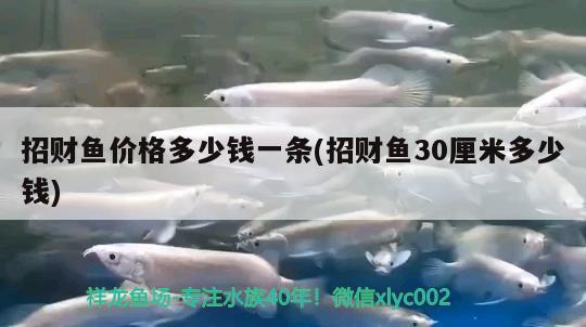 招财鱼价格多少钱一条(招财鱼30厘米多少钱)