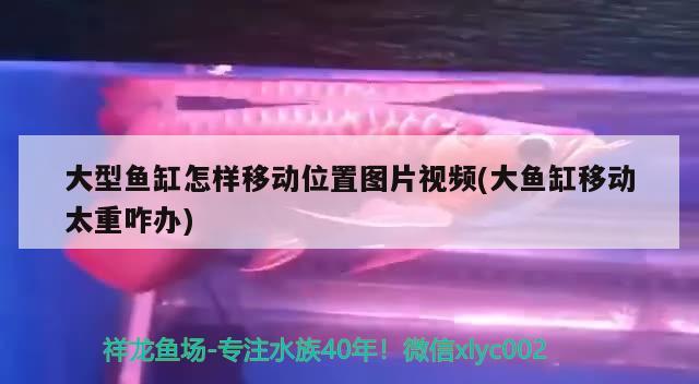 大型鱼缸怎样移动位置图片视频(大鱼缸移动太重咋办)