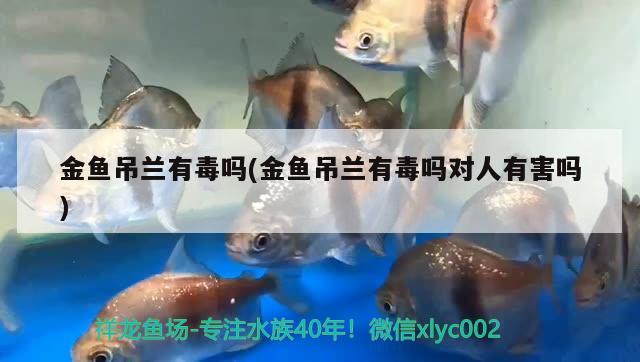 金鱼吊兰有毒吗(金鱼吊兰有毒吗对人有害吗) 观赏鱼 第2张