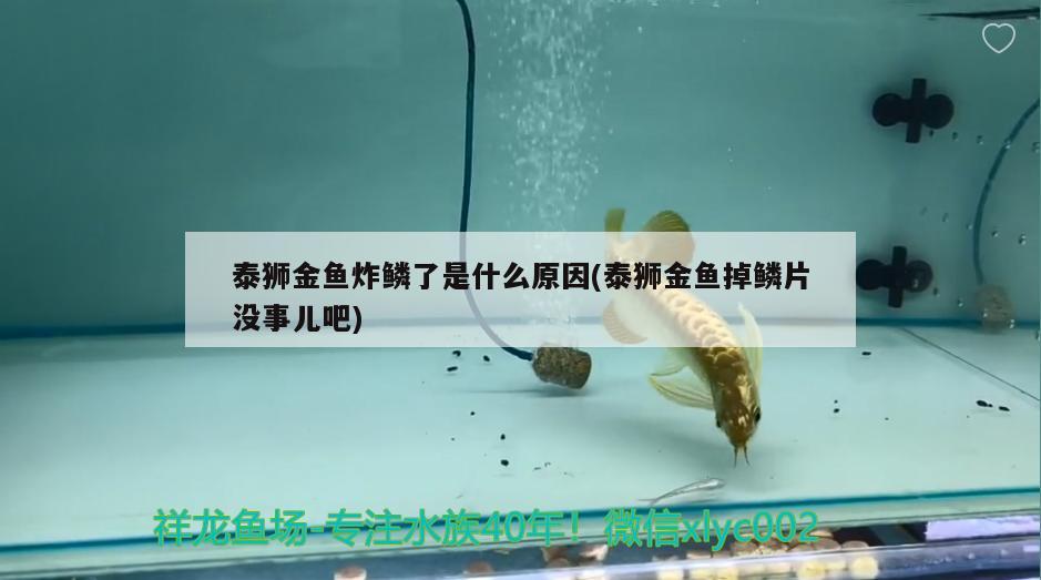 泰狮金鱼炸鳞了是什么原因(泰狮金鱼掉鳞片没事儿吧)