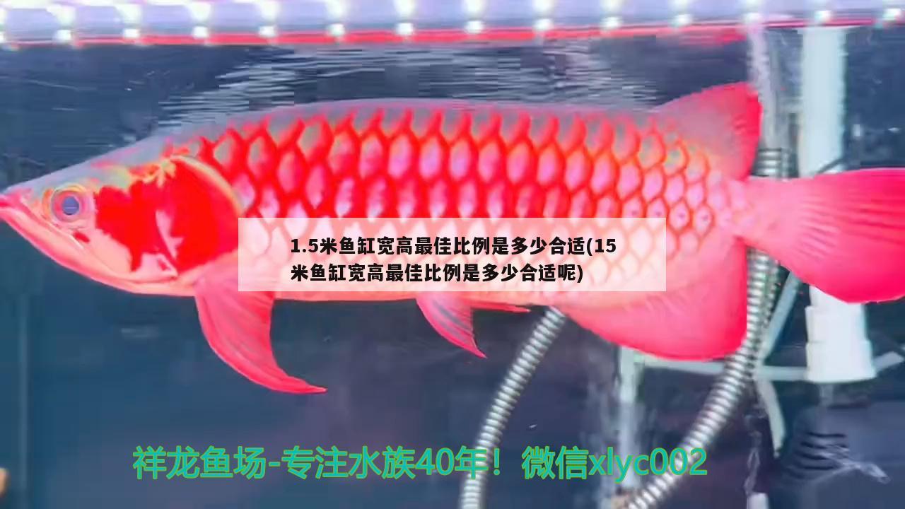 1.5米鱼缸宽高最佳比例是多少合适(15米鱼缸宽高最佳比例是多少合适呢)